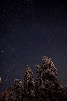 A Starry Sky Above Snow-Covered Trees