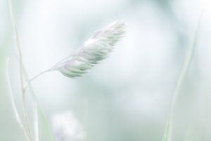 zwevend op de wind