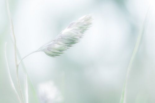 zwevend op de wind