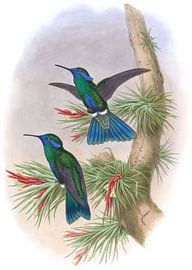Guiana Violet-ear, John Gould by Hummingbirds