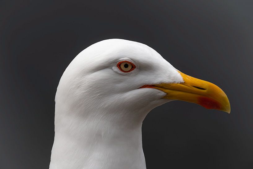 Seagull by Leo van der Sanden