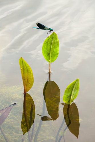 weidebeekjuffer op fonteinkruid