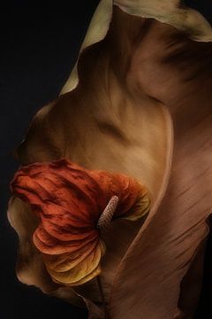 Anthurium op blad van Karel Ham