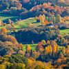 Panorama du Vijlenerbos aux couleurs de l'automne sur John Kreukniet