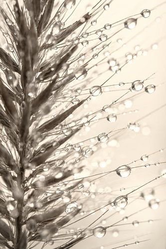 Close-up: Een stukje grasaren ( in taupe - beige en grijs- tinten)