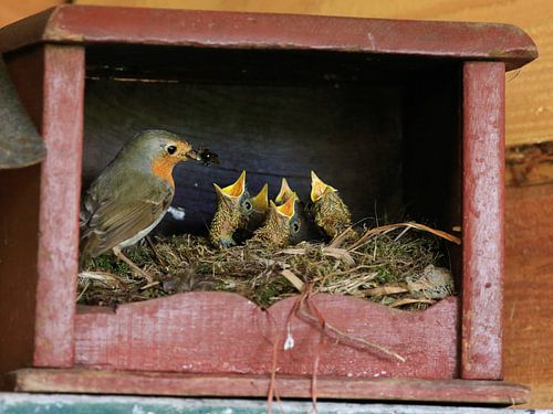Rotkehlchen mit Nest von 4