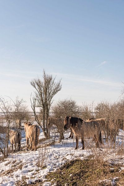 Koniks dans la neige par Ans Bastiaanssen