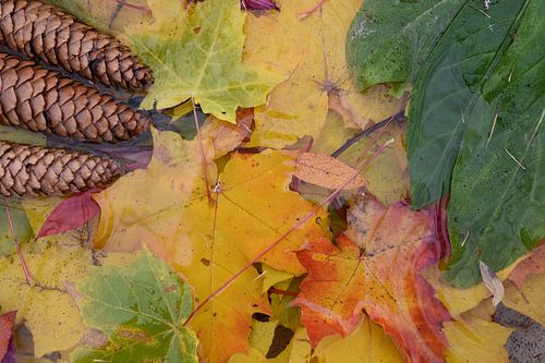Het gebladerte van de herfst in het bos