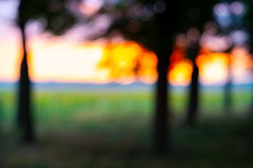Group of trees at dusk