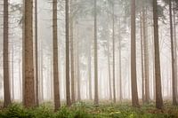 Kiefernwälder im Nebel | Bäume in den Niederlanden, Veluwe
