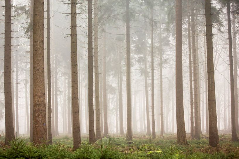 Pine woods in the mist | Trees in the Netherlands, Veluwe by Dylan gaat naar buiten