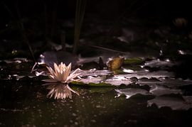 water lily in bloom with reflection in a pond by Kevin Pluk