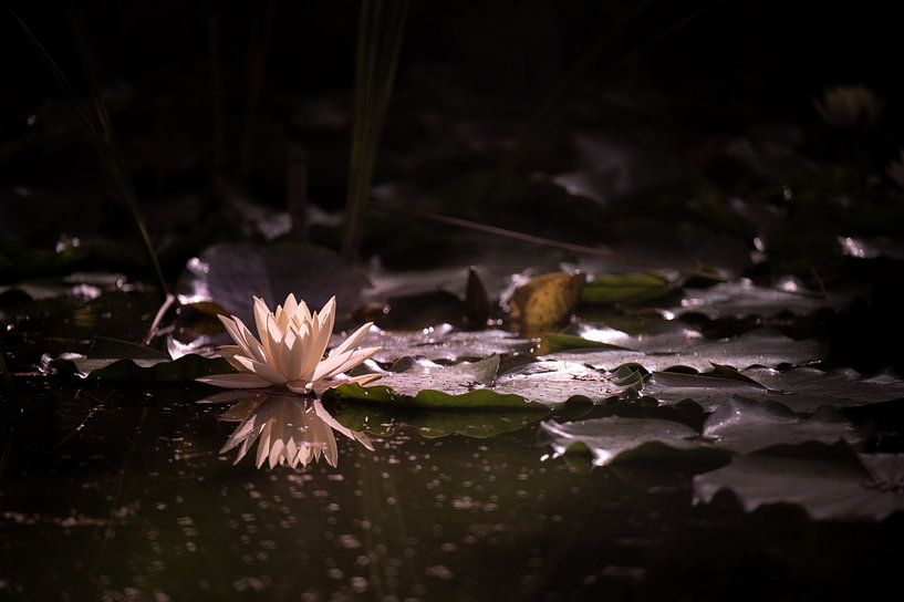 blühende Seerose mit Spiegelung in einem Teich von Kevin Pluk