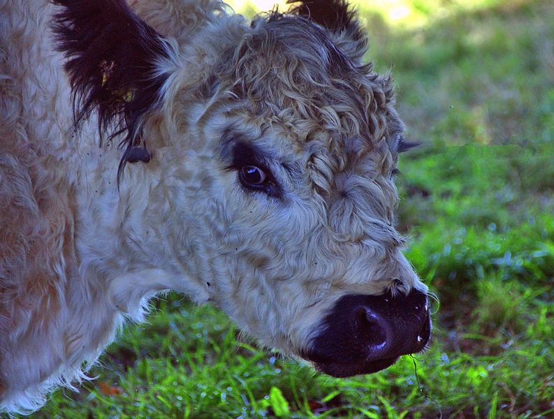 Galloway ogen van Edgar Schermaul