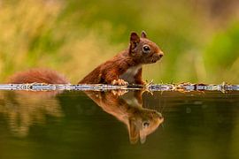 Écureuil (Sciurus vulgaris), rongeur