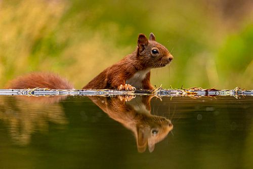 Squirrel (Sciurus vulgaris), rodent
