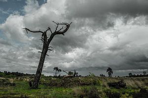 Dode boom op de heide tijdens een stormachtige dag van Thijs van Laarhoven