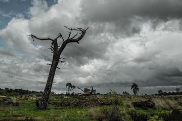 Dode boom op de heide tijdens een stormachtige dag van Thijs van Laarhoven