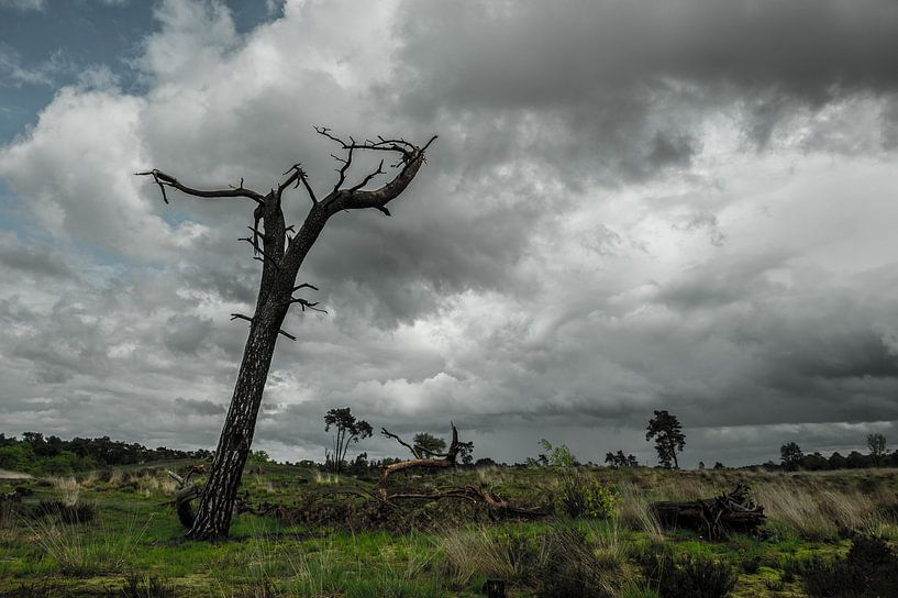 Toter Baum an einem stürmischen Tag von Thijs van Laarhoven