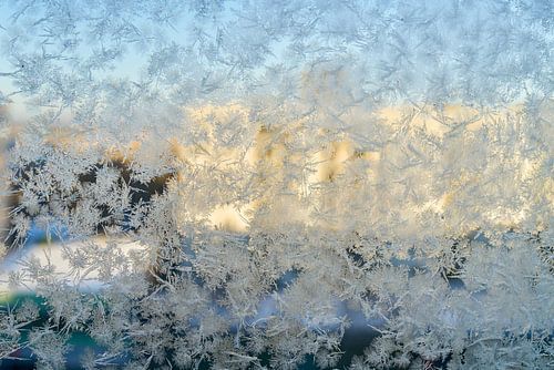 Fleurs de glace sur la fenêtre