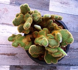 Kamerplant: SciFi Cactus 1-1 von MoArt (Maurice Heuts)