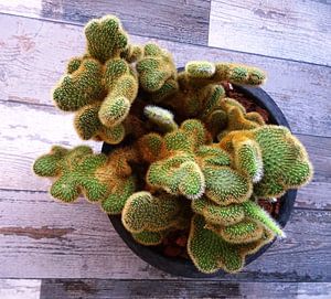 Kamerplant: SciFi Cactus 1-1