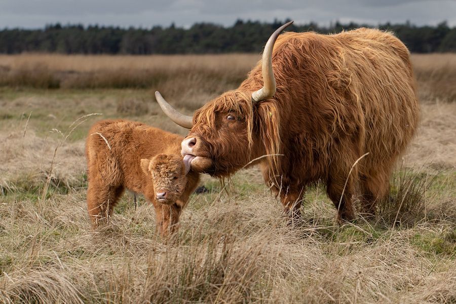 schotse-hooglander-met-kalf-van-m-b-fotografie-op-canvas-behang-en-meer