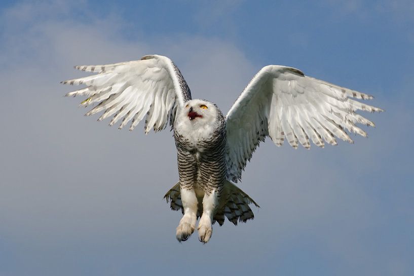 Schneeeule im Flug von Petra Vastenburg