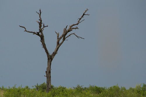 L'arbre mort