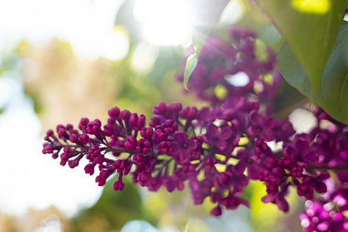 Lila Flieder im Sonnenlicht