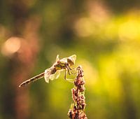 Macro of a dragonfly in autumn sunlight