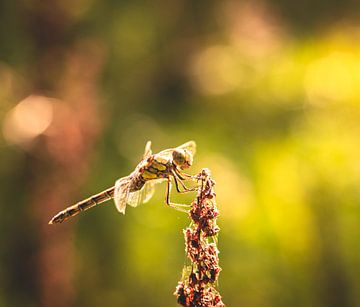 Macro van een libelle in het herfst zonnetje van Davadero Foto