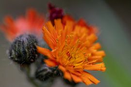 I lure you by my orange color by Jolanda de Jong-Jansen