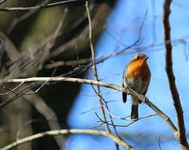 Roodborst up close van ShopWessels