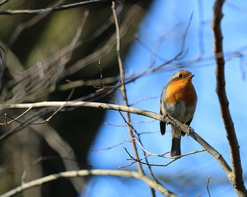 Roodborst up close van ShopWessels