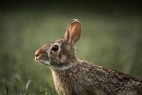 Konijn in Grasportret Natuurlijke Waakzaamheid