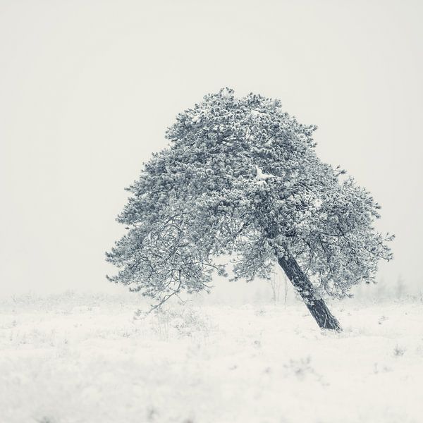 Einsamer Baum von Peter Deschepper