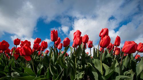 tulpenveld tegen wolkenlucht 01