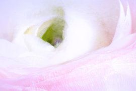 Frozen anemone by Monika Scheurer