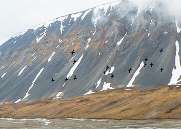 A flight of auk (1) by Lennart Verheuvel