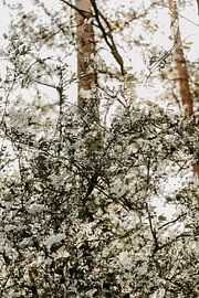 Blüte von Tessa in Focus