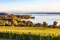 Wijngaarden bij Überlingen aan de Bodensee van Werner Dieterich thumbnail