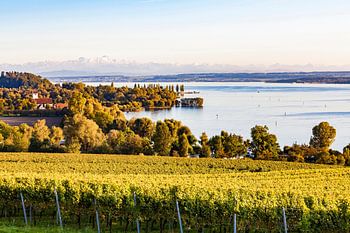 Weinberge bei Überlingen am Bodensee