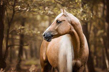 Quarter horse paard in de herfst van Lotte van Alderen