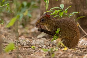 The Central American agouti in the rainforest in search of food. by Tim Link