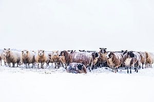 Schafe auf einer schneebedeckten Wiese in einer Winterlandschaft