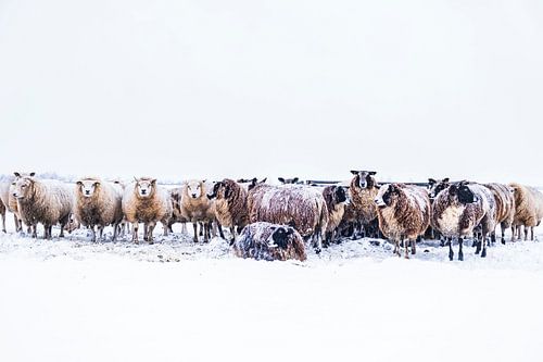 Moutons dans une prairie couverte de neige dans un paysage d'hiver