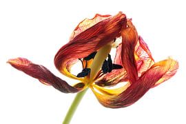 SCHOONHEID IN DE DOOD