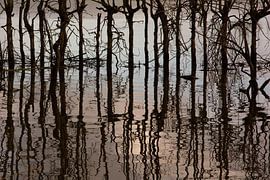 waterbomen  van Tilly Baan