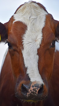 Cow 1268